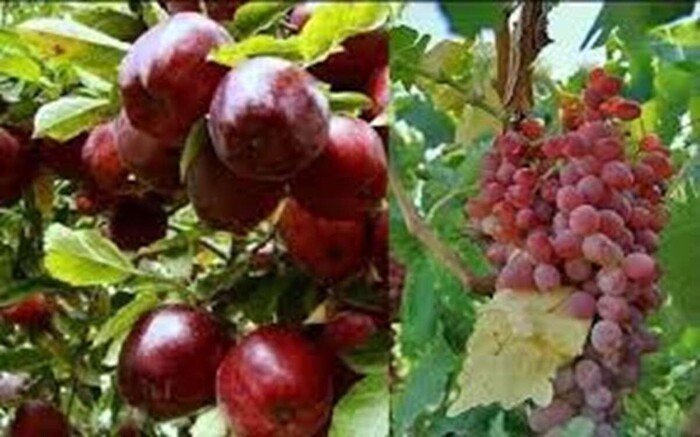 انگور و سیب ارومیه 